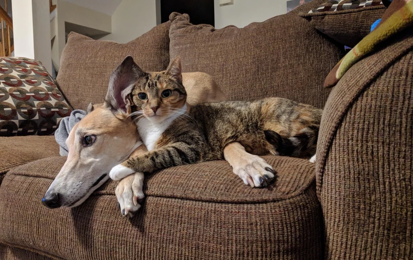 photo of a cat