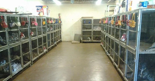 greyhounds in cages at a racing track kennel