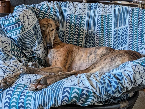 greyhound asleep on a comfy chair