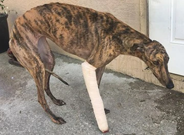 a greyhound with a cast on its front right leg