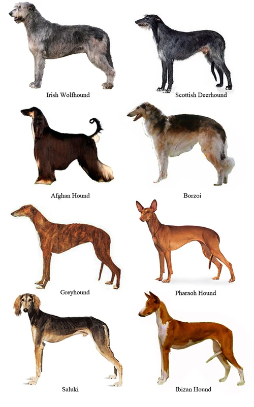 illustration showing many different breeds of sighthounds