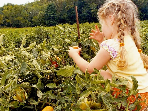 A young girl picking tomatoes from a plant on a farm